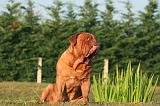 DOGUE DE BORDEAUX 370